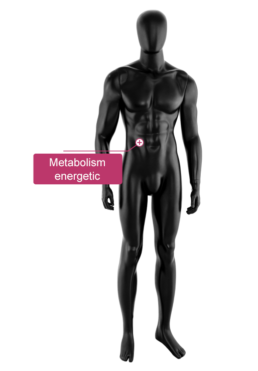 O figură 3D abstractă masculină în picioare este marcată cu o etichetă roșie care conține cuvântul metabolism