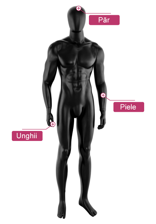 O figură 3D abstractă masculină este marcată cu etichete roșii care conțin cuvintele păr, unghii, piele.